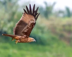 Hawk flying over field
