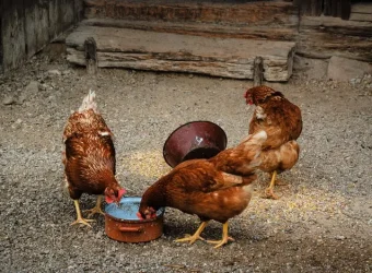 Backyard hens drinking from a waterer on a hot summer day