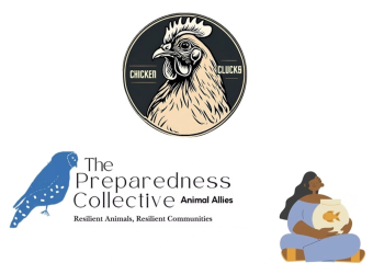 Chicken Clucks and Preparedness Collective