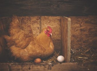 Chicken nesting boxes in the coop