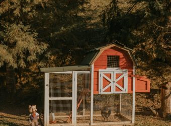 The Ultimate Chicken Coop Guide: Everything You Need To Know
