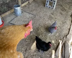 Chicken coop size and run size