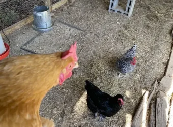 Chicken coop size and run size