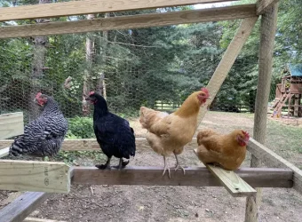 Chicken coop with run and laying hens