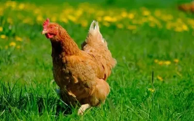 Get Started Raising Backyard Chickens Get Started Raising Backyard Chickens