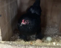 Chicken in nesting box with eggs