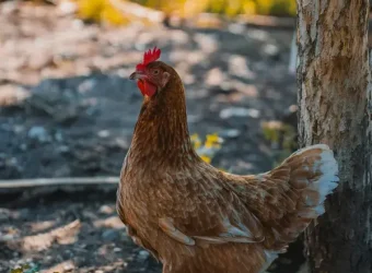 Chicken keeping cool in summer in the shade