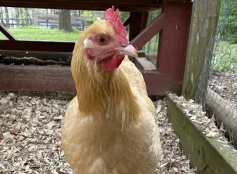 Chicken on wood shavings as chicken bedding