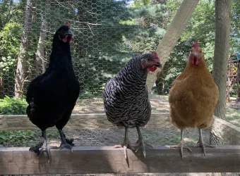 Chicken roosts and perches