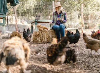 Best Chicken runs: How to Keep Your Backyard Flock Happy