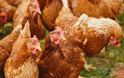 Why chickens are the best pets, and family friendly