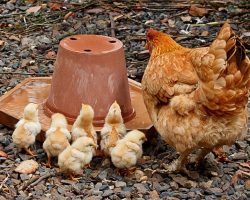 Chicken Water Essentials for Happy Hens: Quality and Access