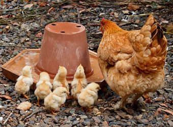 Chicken Water Essentials for Happy Hens: Quality and Access