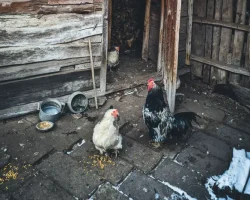 Chickens fed grains outside of a coop with snow on the ground
