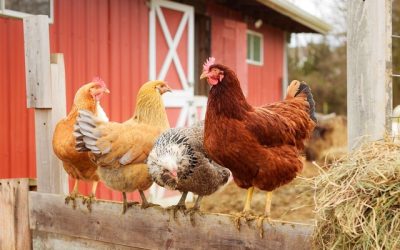 All about chicken coops, runs and equipment All about chicken coops, runs and equipment