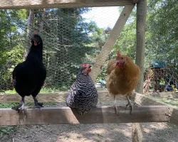 Egg Laying Chickens