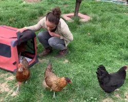 Emergency Preparedness for Chickens - Prepping for Disasters