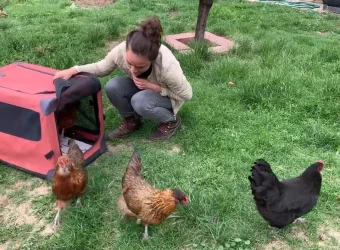 Image showcasing Raising Backyard Chickens for Beginners