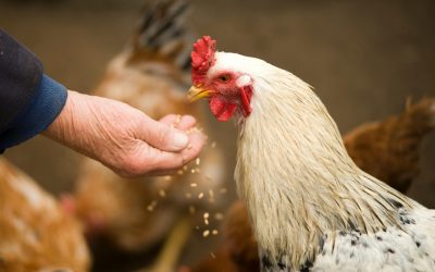 The Ultimate Guide on Chicken Feed and Water The Ultimate Guide on Chicken Feed and Water