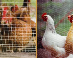 Hardware cloth vs chicken wire shown side by side for comparison