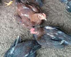 How to stop chickens from pecking each other