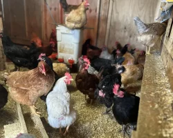 Large Chicken Coop With Hens