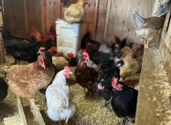 Large Chicken Coop With Hens