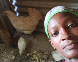 The Lost Chicken: An Amazing Story