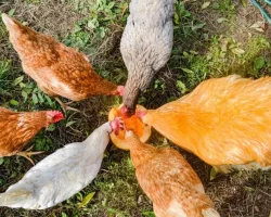 Melons are the best chicken treats in summer