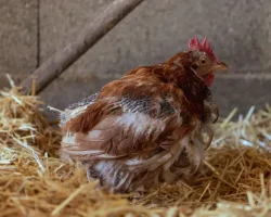 Molting chicken (rooster) losing feathers