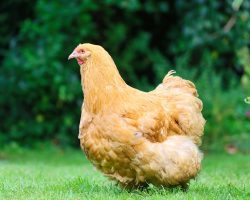 Orpington chicken breed hen