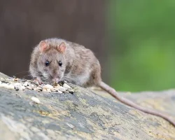 Rats are pests in the chicken coop and predators that can eat eggs