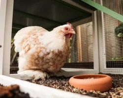 Small chicken coop