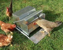 Treadle chicken feeder is the best chicken feeder and rat-proof (image credit kevin kelly)
