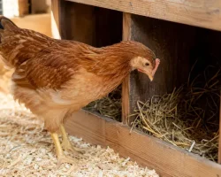 A backyard hen peering into an empty nesting box with no eggs inside
