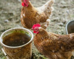 Keep Chicken Water Clean and Safe in 3 Easy Steps